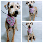 AF1QipMIRTXjZNdAtfmemL S8b5mWS4OVPBDaHJXPKqrw408 h408 k no