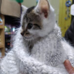 AF1QipMIXzbuWr1COov2t1jMCyP6jGkd4bridZc AbZw408 h544 k no