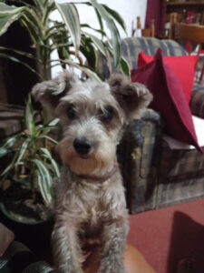 Veterinaria Mil Huellas - Montevideo