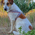 Agroveterinaria El Parque - Villa Crespo y San Andrés 2 AF1QipMkUKSueN2UCEDnu6 XV y8JosVz0VIxOIei8C9w408 h453 k no
