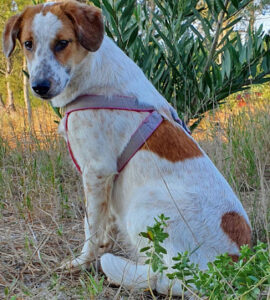 Agroveterinaria El Parque - Villa Crespo y San Andrés