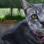 AF1QipNE5SIftz45CtzRA b1bejt Nr9Xx7s 7VI x8qw427 h240 k no