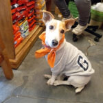 Veterinaria La Siete - Parque del Plata 2 AF1QipNHhLAI5UFH1uztc 1gG7gKjOOU5Omce2899FYXw408 h541 k no