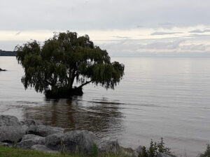 Tres Mil Huellas - Montevideo