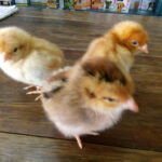 AF1QipNexE6qoFMjmjfmewYABhD4FYFp2xDlppomyQhTw408 h306 k no