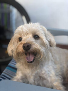 Veterinaria Yegros - Montevideo
