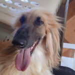 AF1QipO6OGxWooaAtZIaJK0FIoNTgCQL7qKUNGUBRfDiw408 h544 k no