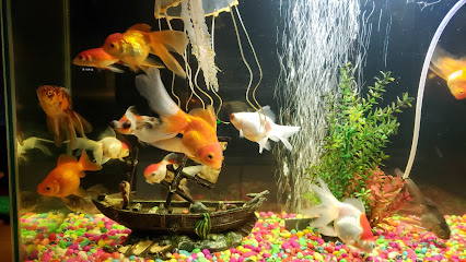 AF1QipOyRl9M5XaG1sGjoW3gnj2XulphD2BW09GsVMi2w426 h240 k no