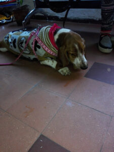 Veterinary station - Montevideo