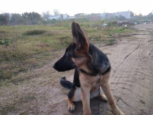 Cuidado 4patas - Pando