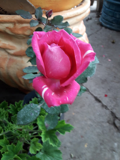 AF1QipPGsYOAlrbyOij3xezJqCyqBGlQF6Bj8hiv35WIw408 h544 k no