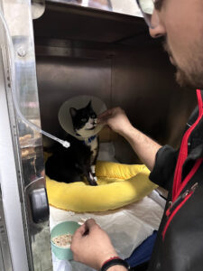 Civet - Ciudad de la Costa