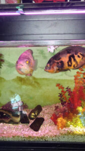 Veterinaria Rio - Montevideo