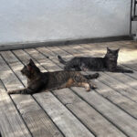 AF1QipPfiN3RcKMb31NLH2QqedgccM8RKIubU XuGR7Fw408 h544 k no