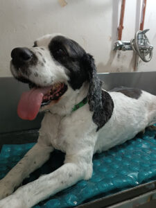 Veterinaria Mima2 - Montevideo