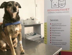 Bienvenidos a Veterinarias Uruguay com – El Mejor Sitio de Veterinarias en Uruguay 28 RehabilitaVet - Fisioterapia y Acupuntura Veterinaria - Montevideo