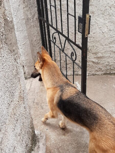 Veterinaria La Cimarrona - Montevideo